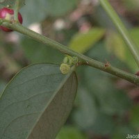 Phyllanthus vitis-idaea (Burm.f.) J.Koenig ex Roxb.